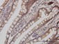 MAPK13 Antibody (monoclonal) (M05)